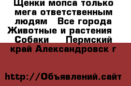 Щенки мопса только мега-ответственным людям - Все города Животные и растения » Собаки   . Пермский край,Александровск г.